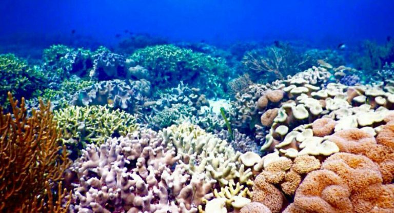 Snorkeling! Kegiatan Mengasikan Saat Anda Belum Mahir Berenang di Lautan