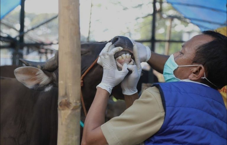 Jelang Idul Adha 2025 Pengecekan Kesehatan Hewan Kurban Diperketat